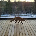 Levi Frame Valkiava * Kittilä