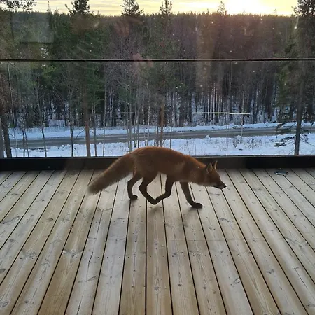 Levi Frame Valkiava * Kittila (Lapland)
